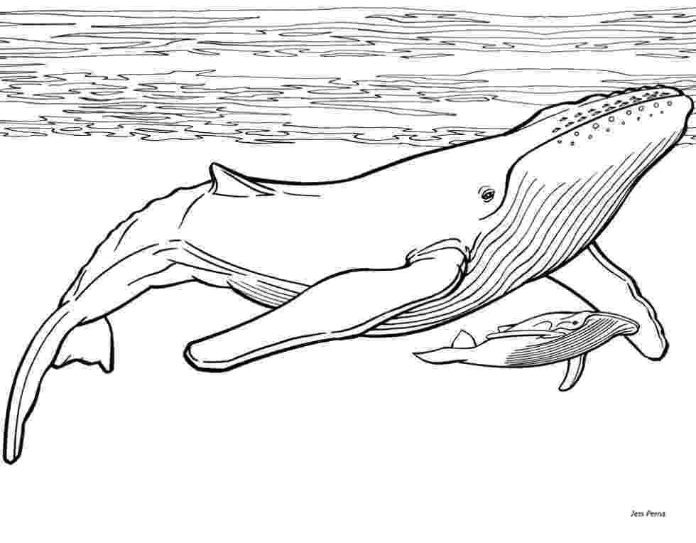 humpback whale pictures to color free printable whale coloring pages for kids whale to pictures humpback color 