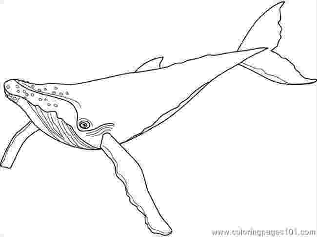 humpback whale pictures to color humpback whale coloring page free whale coloring pages whale humpback to pictures color 