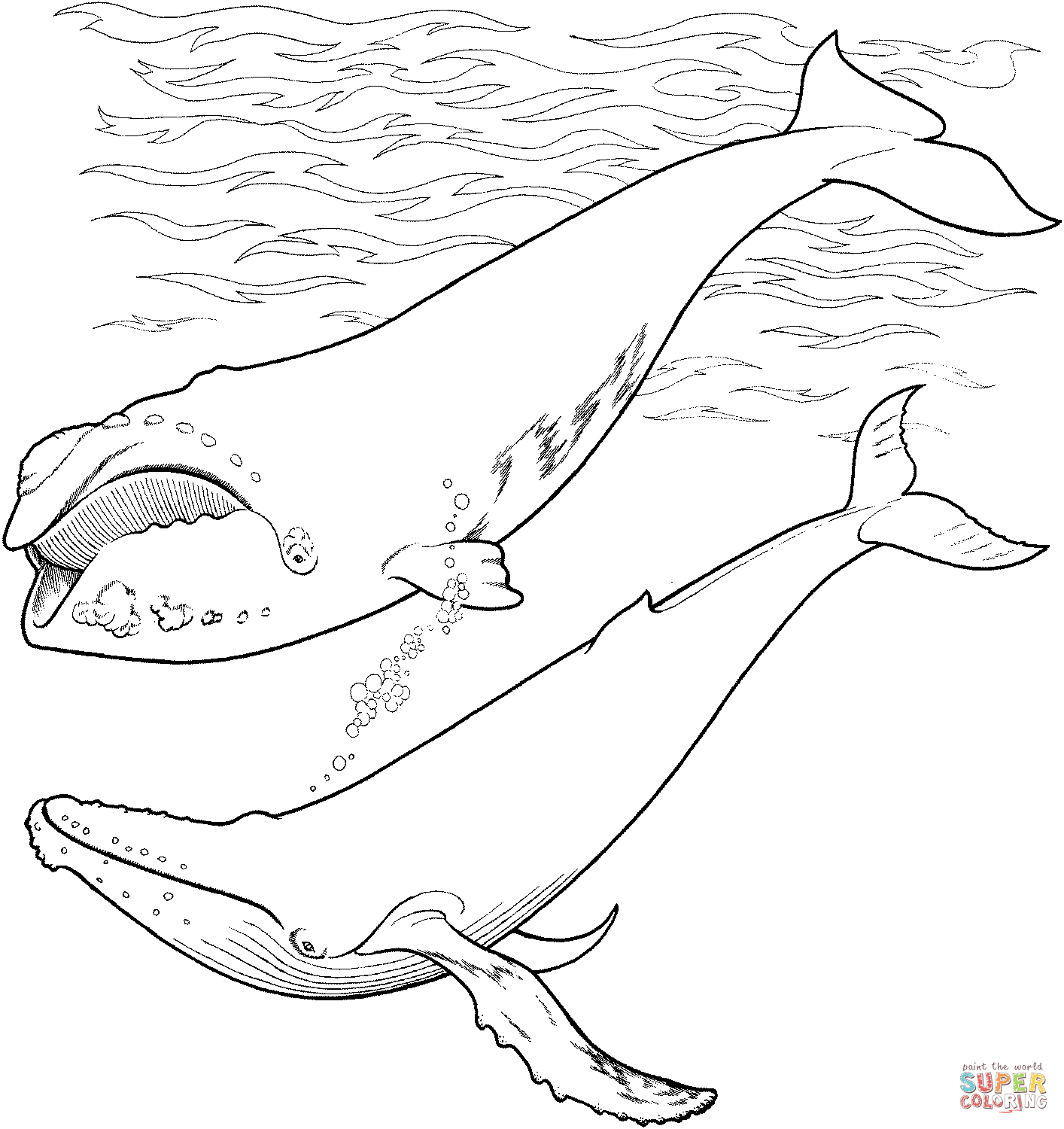humpback whale pictures to color humpback whale coloring page free whale coloring pages whale to humpback pictures color 