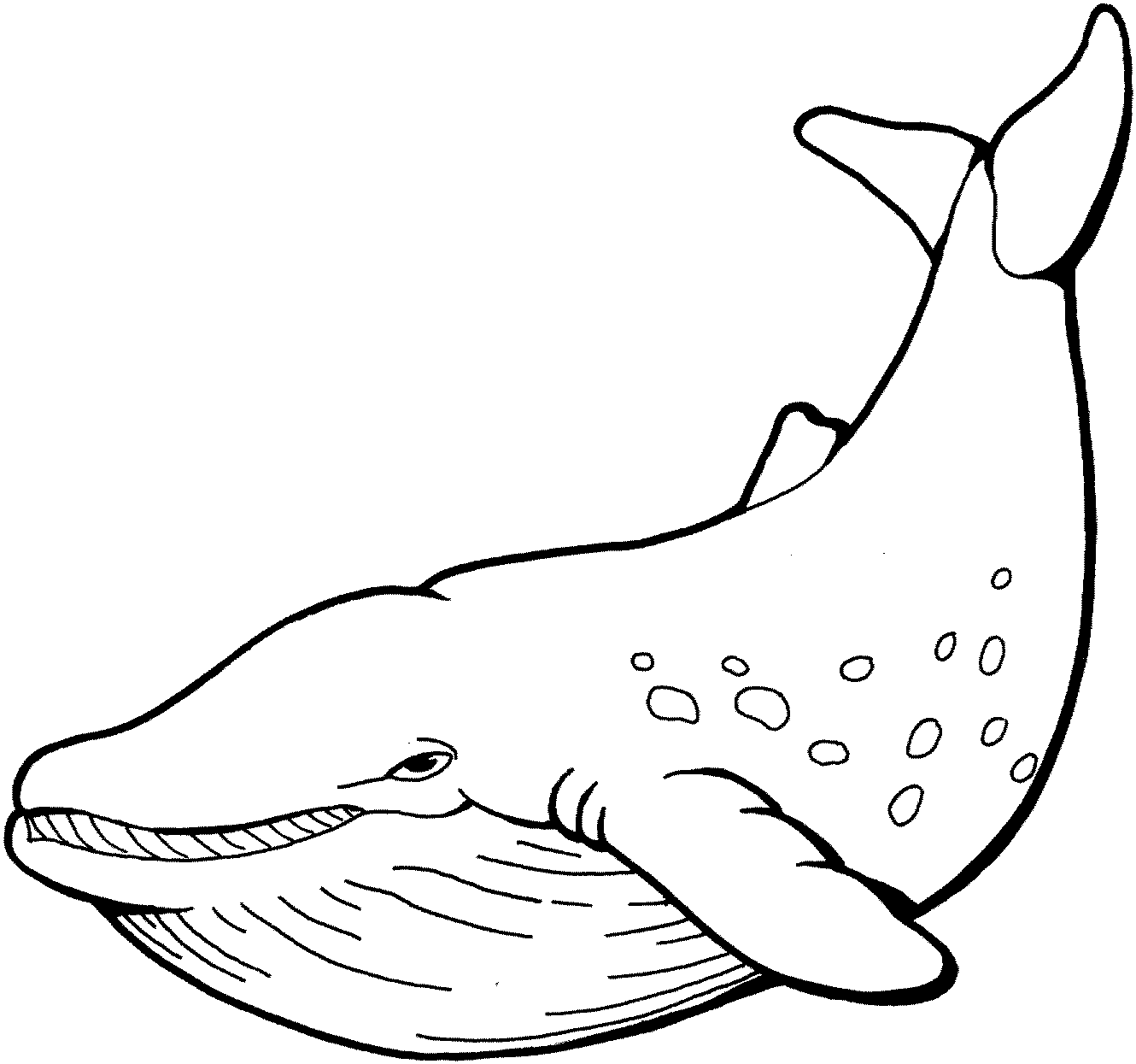 humpback whale pictures to color whale coloring pages humpback to whale pictures color 