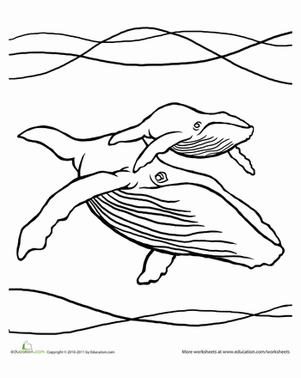 humpback whale pictures to color whale coloring pages humpback whale color to pictures 