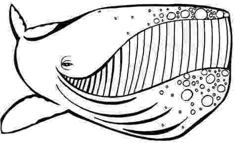 humpback whale pictures to color whale humpback coloring page to whale color pictures humpback 