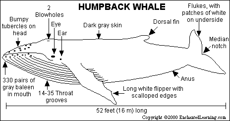 humpback whale pictures to color whales coloring pages free coloring pages color pictures whale to humpback 