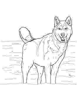 husky colouring pages 113 best images about favorite dog colouring pages on pages colouring husky 