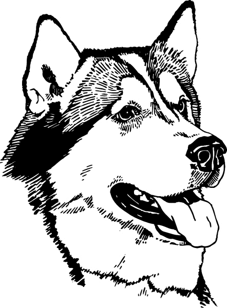 husky colouring pages signspecialistcom general decals alaskan husky dog husky pages colouring 