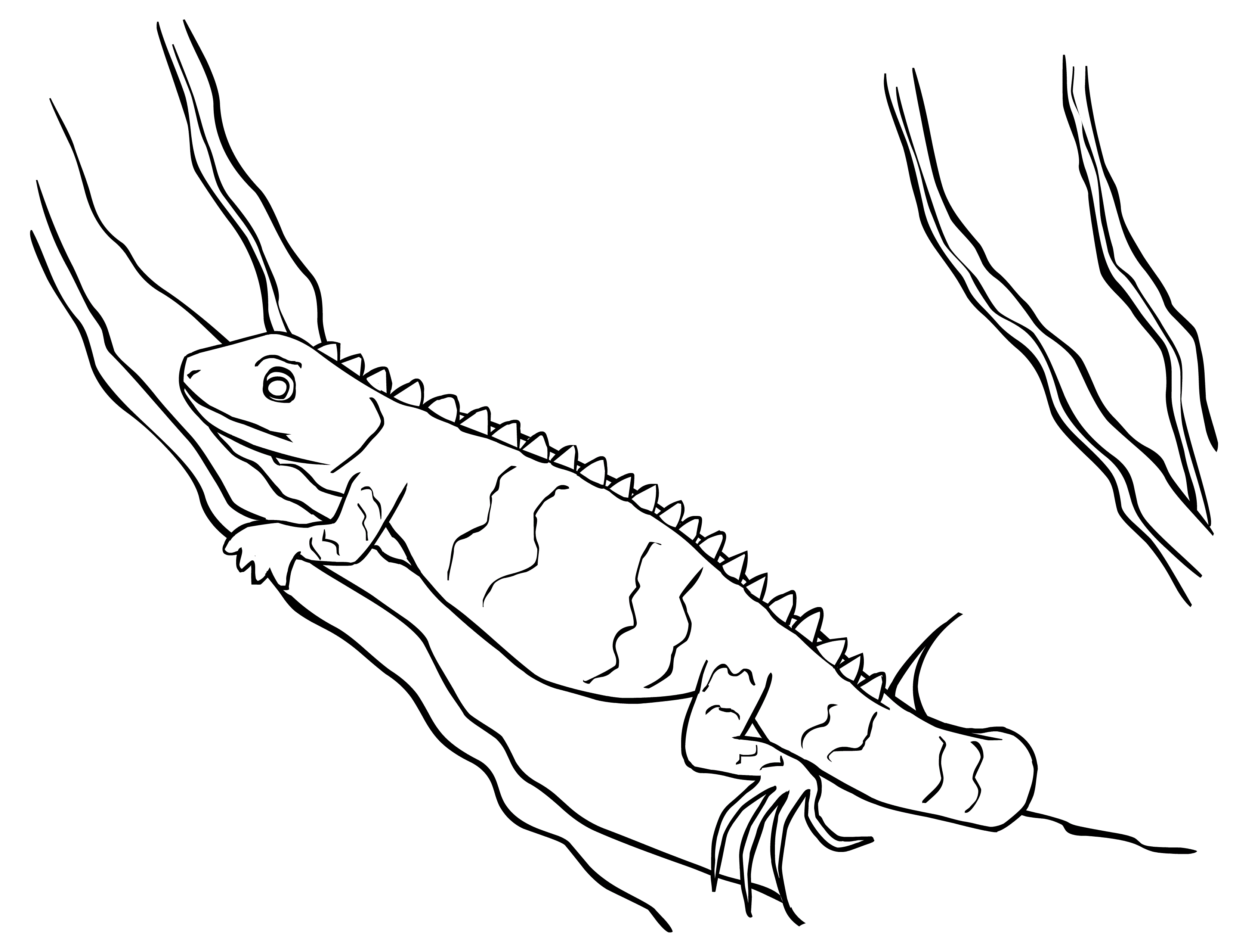 iguana coloring page iguana coloring pages getcoloringpagescom iguana page coloring 