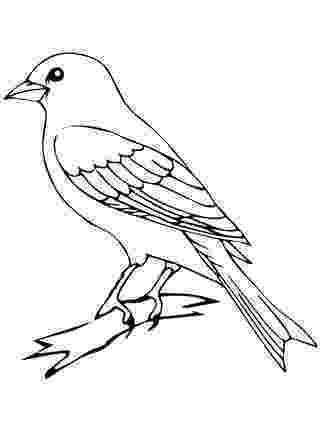 images of birds for colouring bird coloring pages for birds of colouring images 