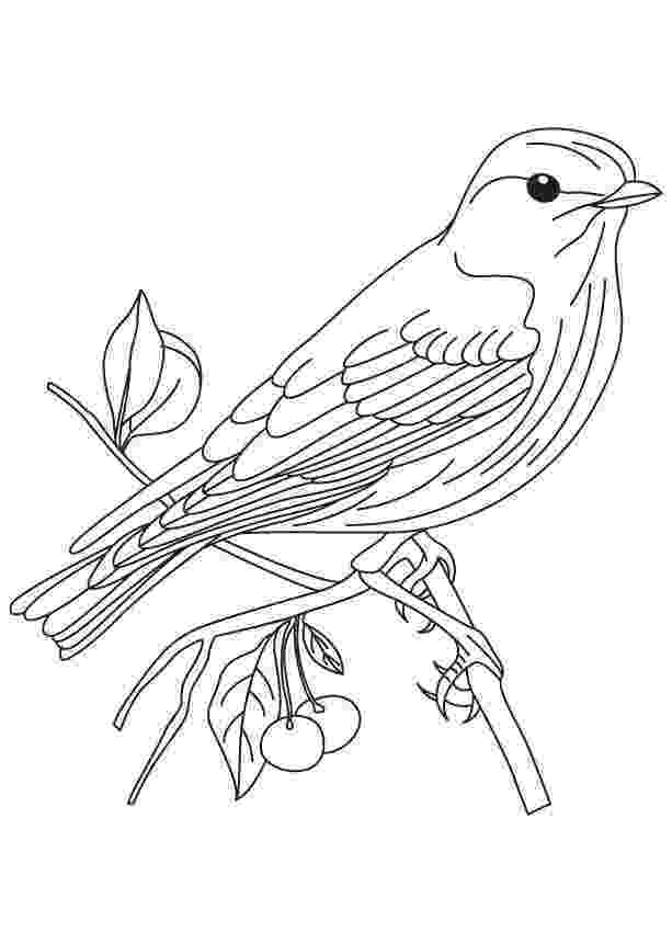 images of birds for colouring line art coloring page bird with blossoms the for colouring birds images of 