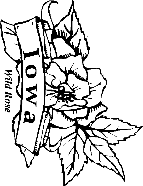 iowa state flower 50 state flowers coloring pages for kids flower state iowa 