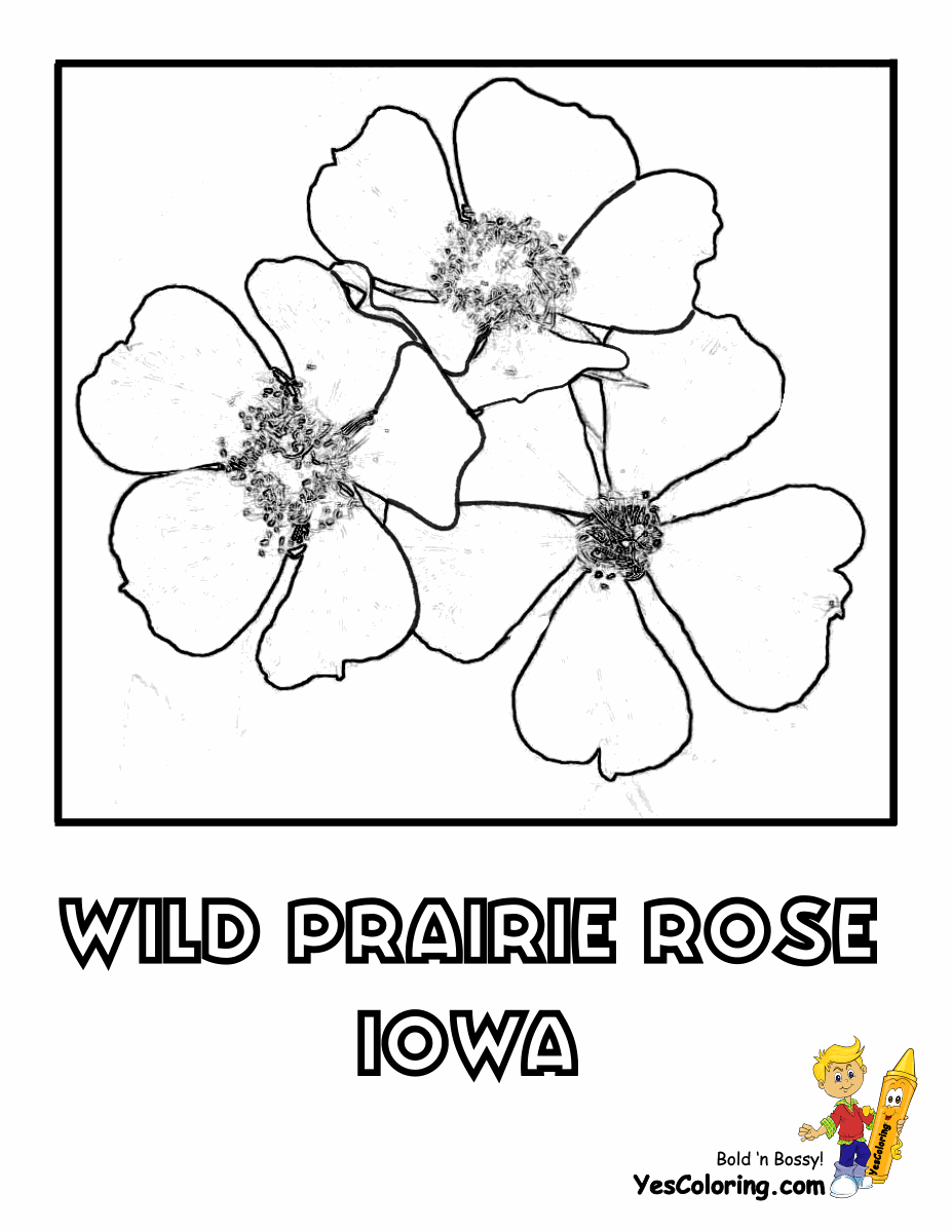 iowa state flower states flower coloring pictures hawaii louisiana state flower iowa 