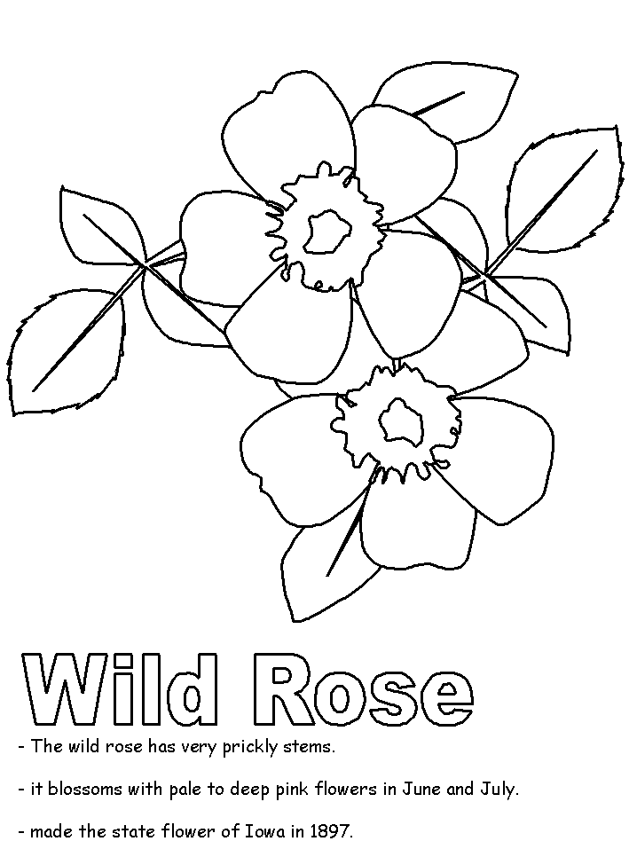 iowa state flower wild rose coloring page iowa state flower 