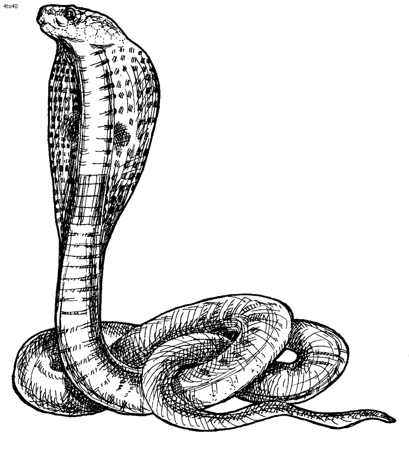king cobra coloring pages king cobra snake coloring pages download and print for free coloring pages king cobra 