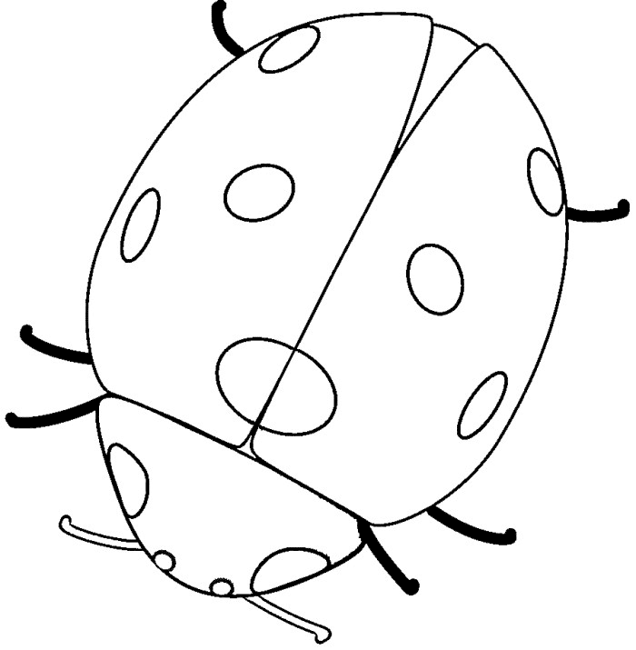 ladybird colouring page printable bug coloring pages for kids cool2bkids page ladybird colouring 