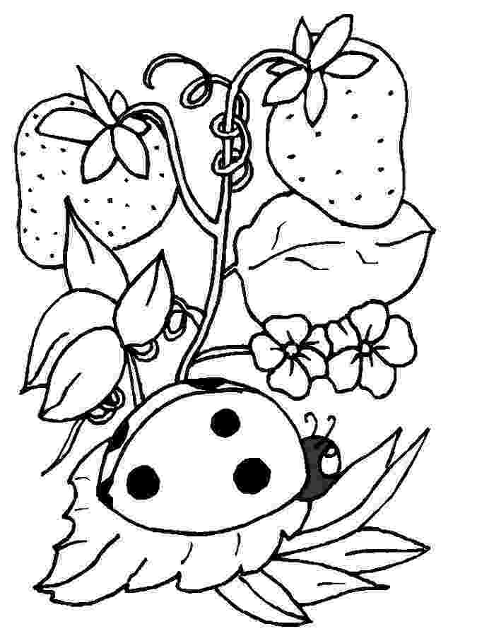 ladybug coloring sheet ausmalbilder für kinder malvorlagen und malbuch sheet coloring ladybug 