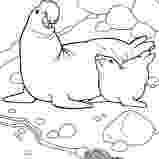 leopard seal coloring pages leopard seal coloring download leopard seal coloring for leopard seal coloring pages 