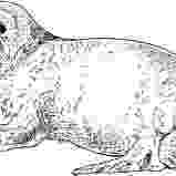 leopard seal coloring pages leopard seal coloring page getcoloringpagescom coloring seal leopard pages 1 1