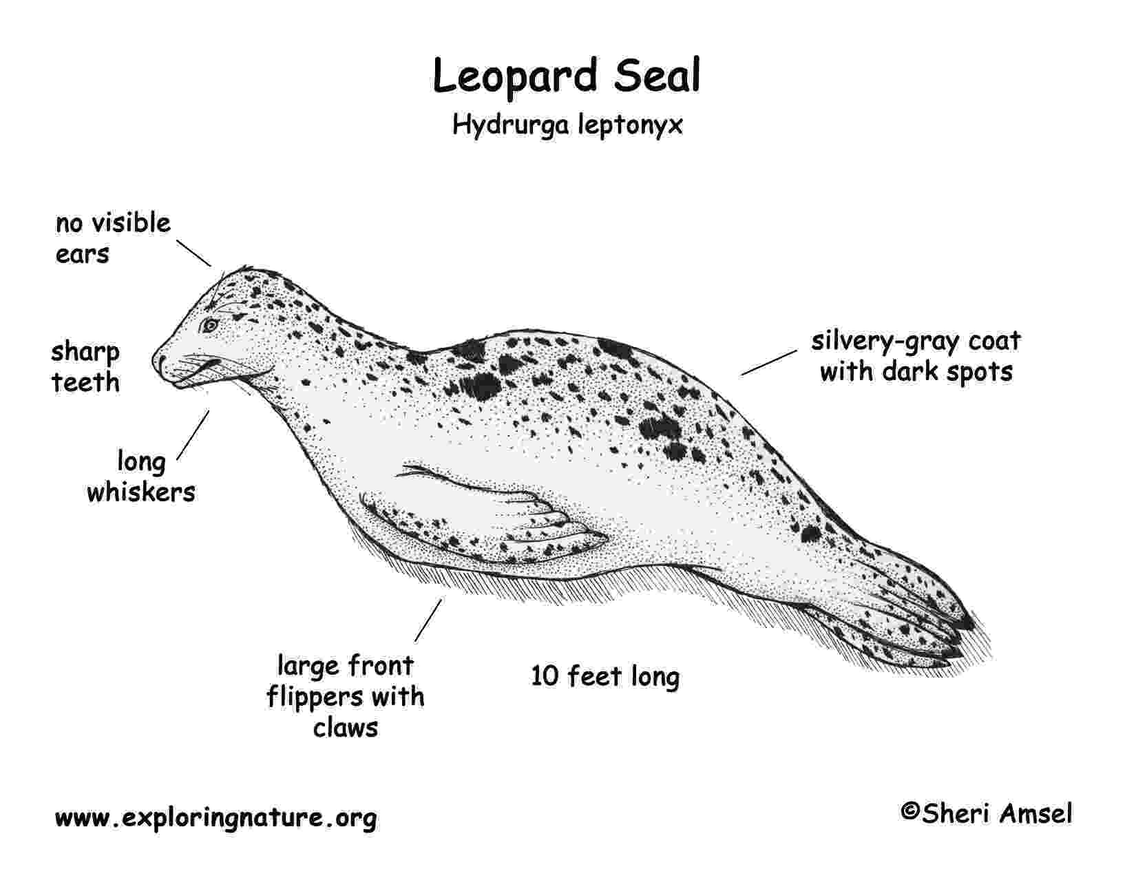 leopard seal coloring pages leopard seal coloring page getcoloringpagescom leopard seal coloring pages 