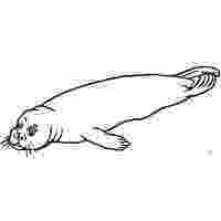 leopard seal coloring pages leopard seal coloring pages download and print for free coloring leopard pages seal 1 1