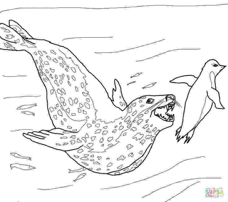 leopard seal coloring pages leopard seal coloring pages download and print for free leopard coloring pages seal 