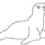 leopard seal coloring pages leopard seal coloring pages download and print for free seal coloring leopard pages 