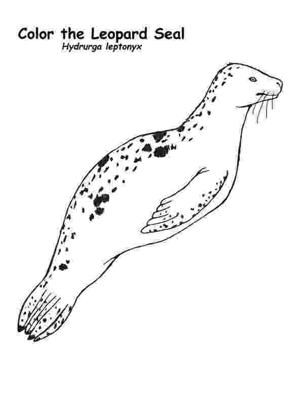 leopard seal coloring pages leopard seal coloring pages download and print for free seal pages coloring leopard 