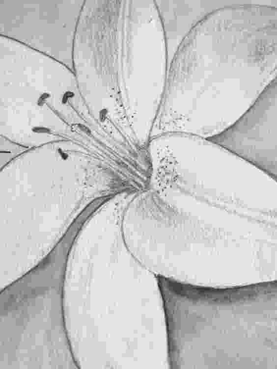lily sketch original pen and ink tiger lily drawing on white paper lily sketch 