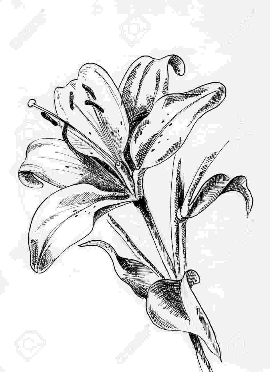 lily sketch tiger lilies stargazer lilies print color flower sketch lily 