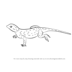 lizard to draw drawing a lizard cartoon to lizard draw 
