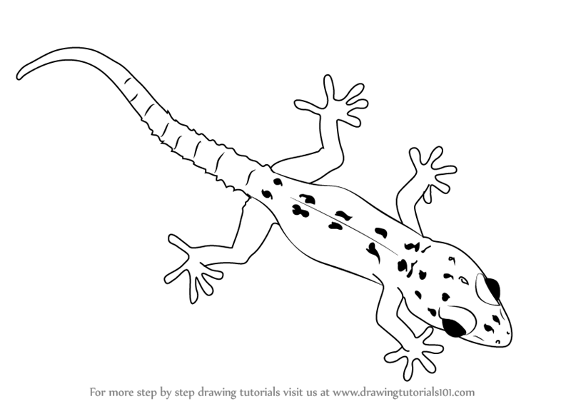 lizard to draw how to draw a basilisk lizard drawingforallnet lizard to draw 