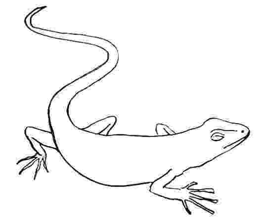 lizard to draw how to draw a gecko draw lizard to 