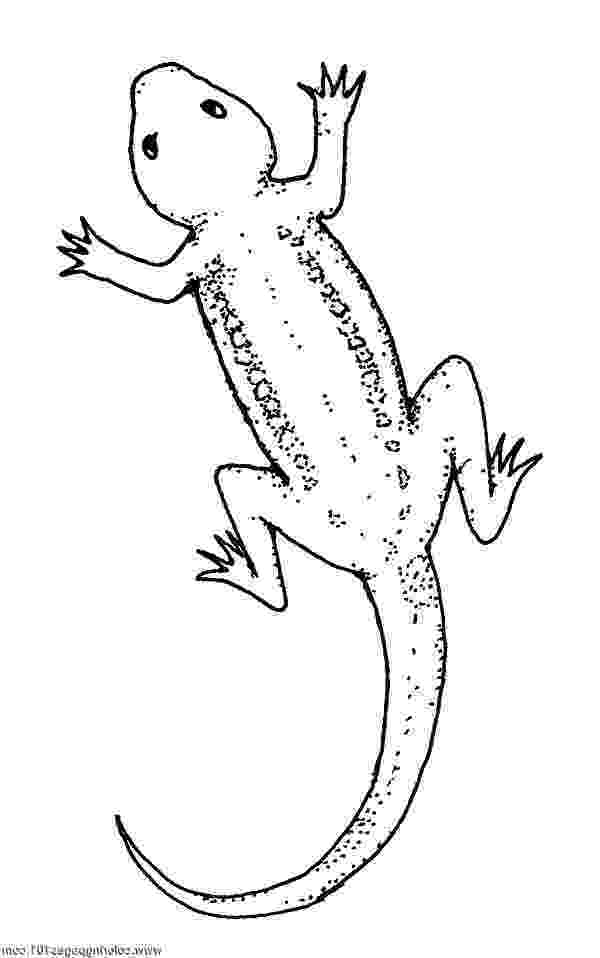 lizard to draw how to draw a realistic lizard step by step drawing lizard draw to 