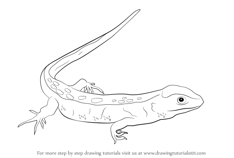 lizard to draw how to draw lizard from marvel drawingforallnet draw lizard to 