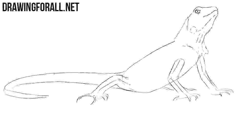 lizard to draw learn how to draw a collared lizard reptiles step by draw to lizard 