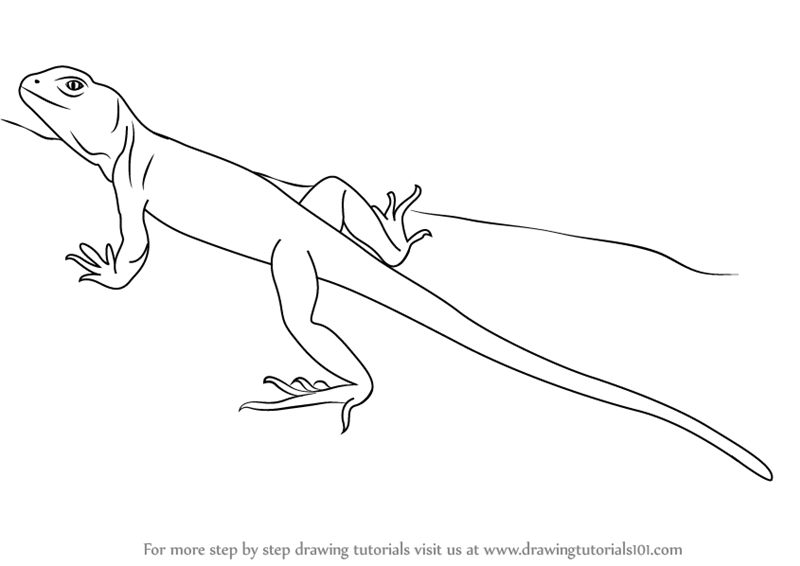 lizard to draw learn how to draw a frilled lizard lizards step by step draw lizard to 