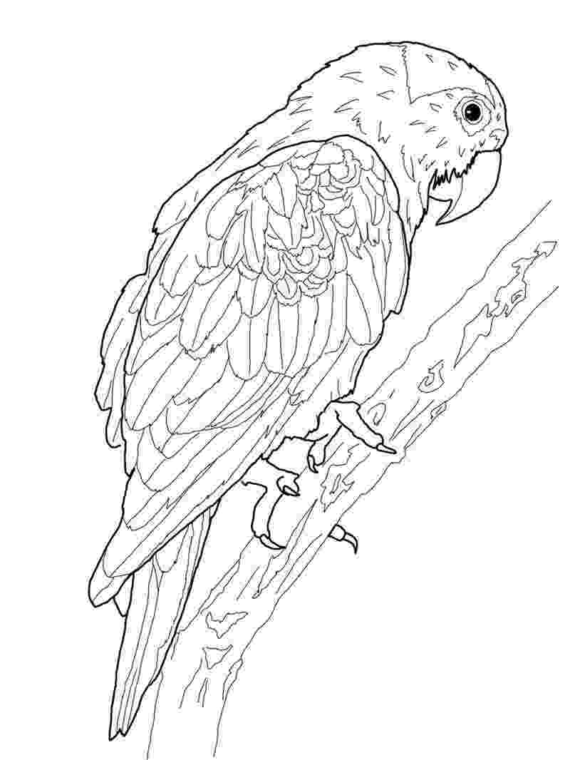 macaw coloring pages blue and gold macaw coloring page free printable coloring macaw pages 