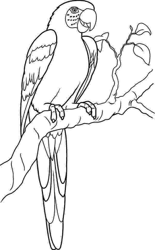 macaw coloring pages coloring activity pages 062411 macaw pages coloring 
