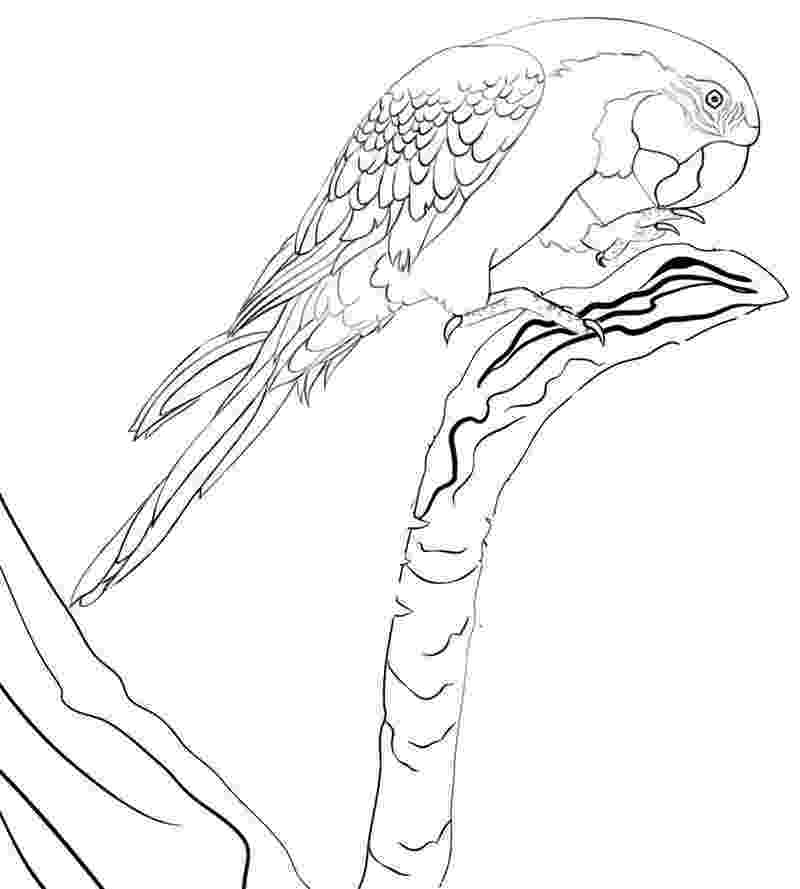 macaw coloring pages free parrot and macaw coloring pages macaw pages coloring 