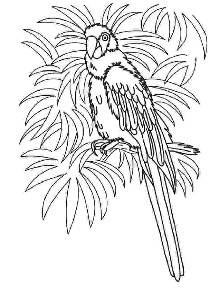 macaw coloring pages free printable parrot coloring pages for kids bird coloring pages macaw 