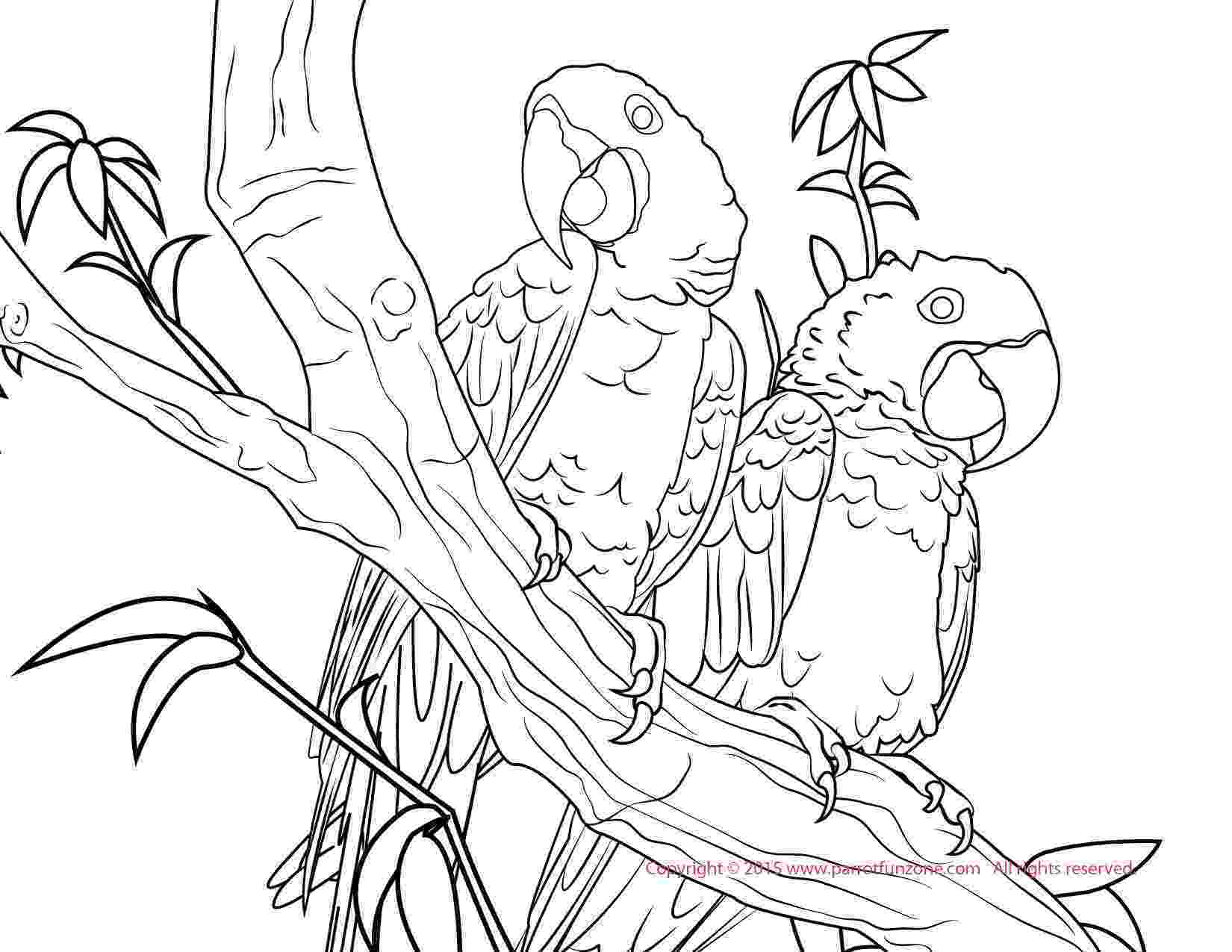 macaw coloring pages jamaican red macaw coloring page free printable coloring coloring macaw pages 