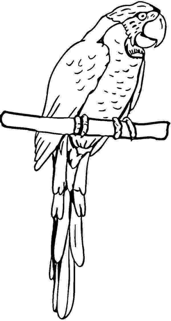 macaw coloring pages macaw coloring pages download and print macaw coloring pages coloring macaw pages 