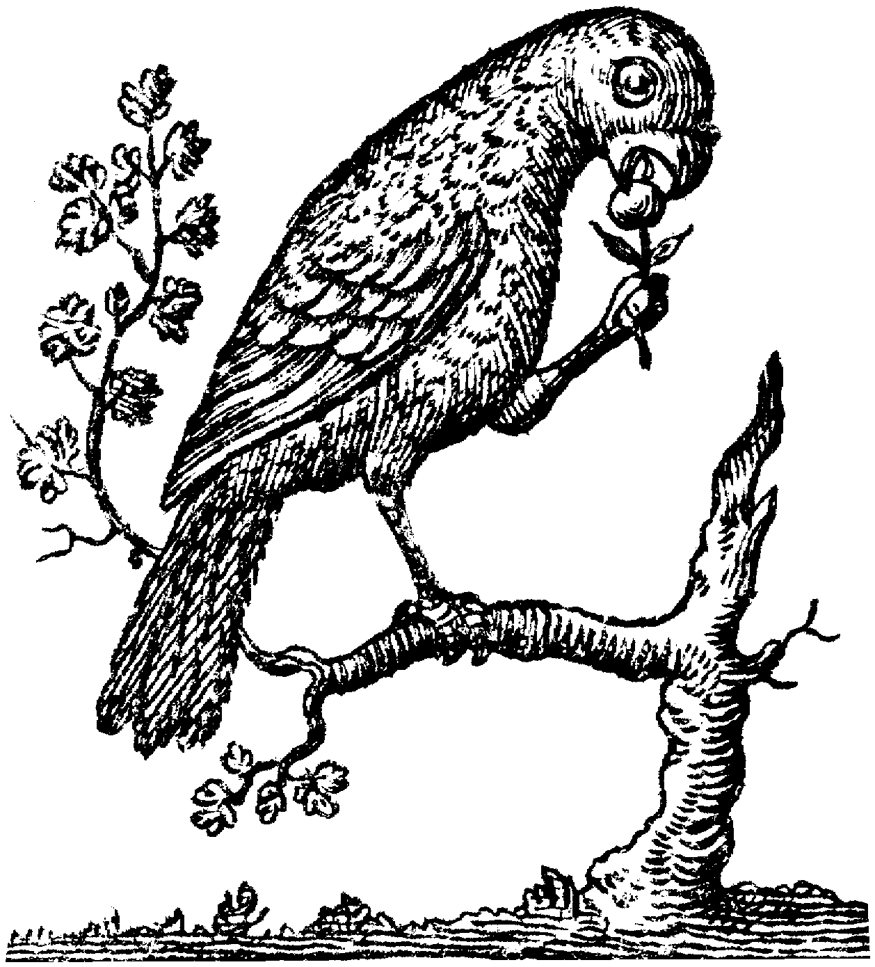 macaw coloring pages parrot coloring pages download and print parrot coloring pages macaw coloring 
