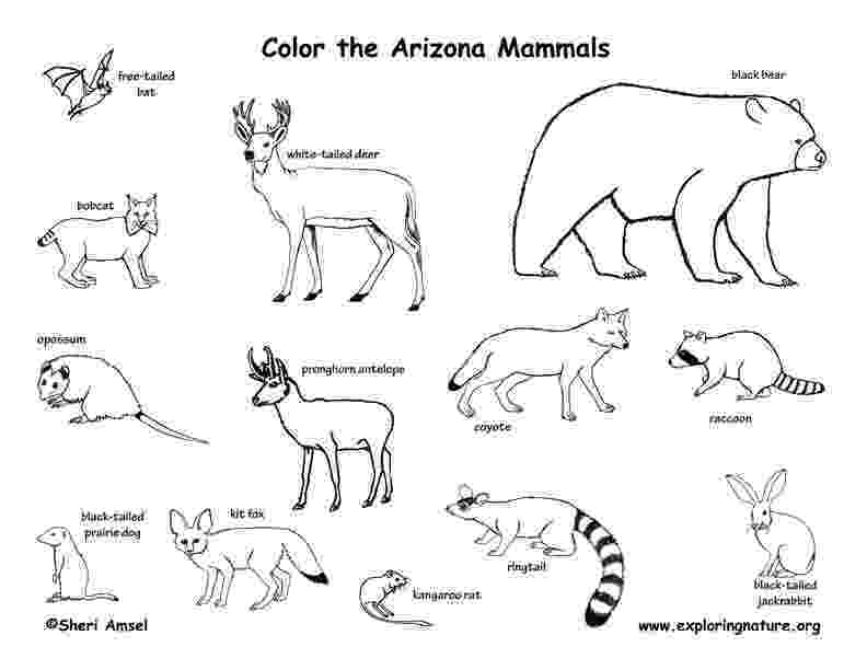 mammals coloring pages arizona habitats mammals birds amphibians reptiles mammals pages coloring 