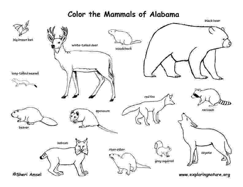 mammals coloring pages mammal drawing at getdrawingscom free for personal use coloring mammals pages 