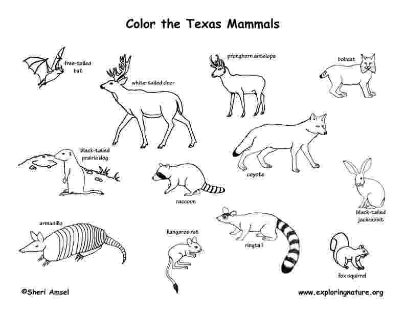 mammals coloring pages mammals coloring page twisty noodle mammals pages coloring 