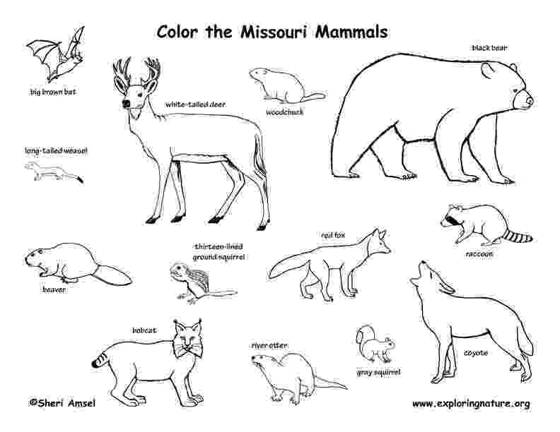 mammals coloring pages missouri mammals pages coloring 