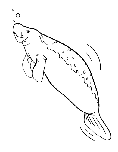 manatee pictures to print 71 best images about coloring pages on pinterest manatee print pictures to 