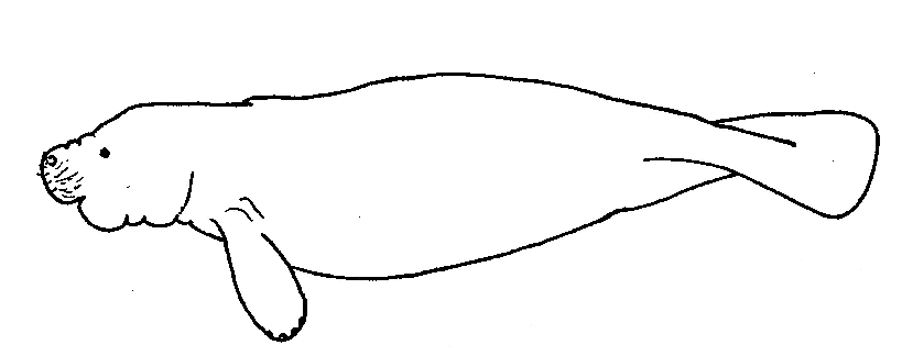 manatee pictures to print free manatee coloring page pictures print manatee to 