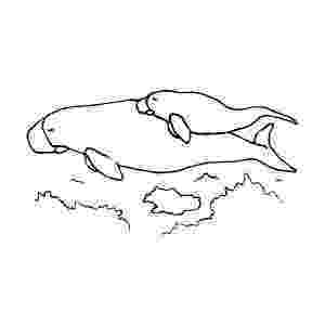 manatee pictures to print manatee coloring page free download best manatee manatee to pictures print 