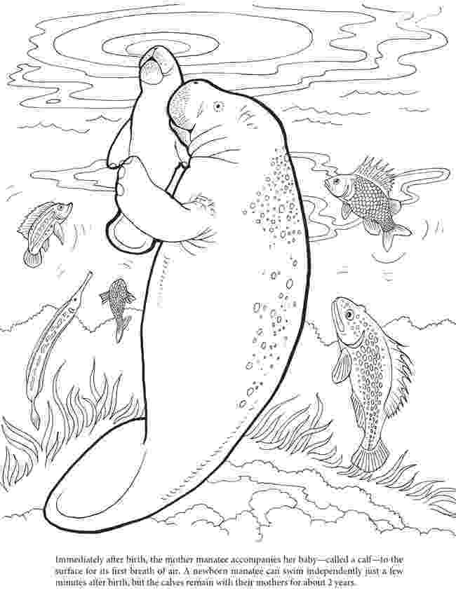 manatee pictures to print manatee coloring page get coloring pages pictures manatee print to 