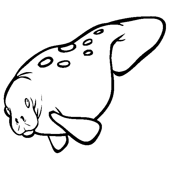 manatee pictures to print manatee coloring page get coloring pages print to pictures manatee 